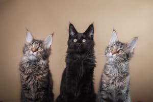 3 Maine Coon Katzen