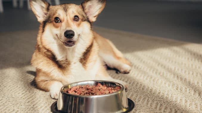 Dieser Hund ist dank Bio Hundefutter besonders gesund