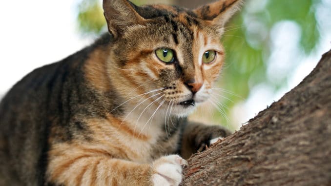 Katze auf einem Baumstamm