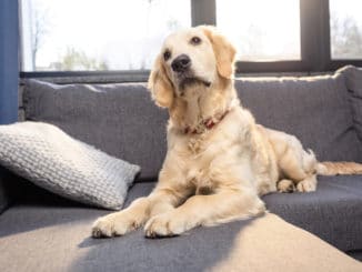 Hund mit Würmern auf Sofa