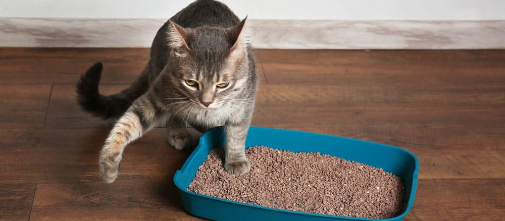 Katzen Welpe im Katzenklo