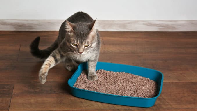 Klotraining Für Katzen Unsere Haustiere