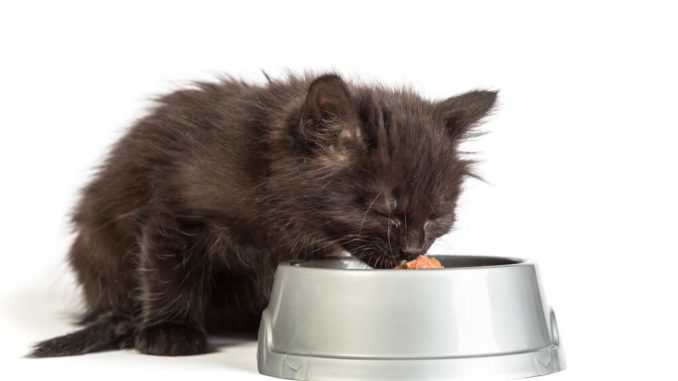 Gesundes Katzenfutter Katze frisst gesundes Futter