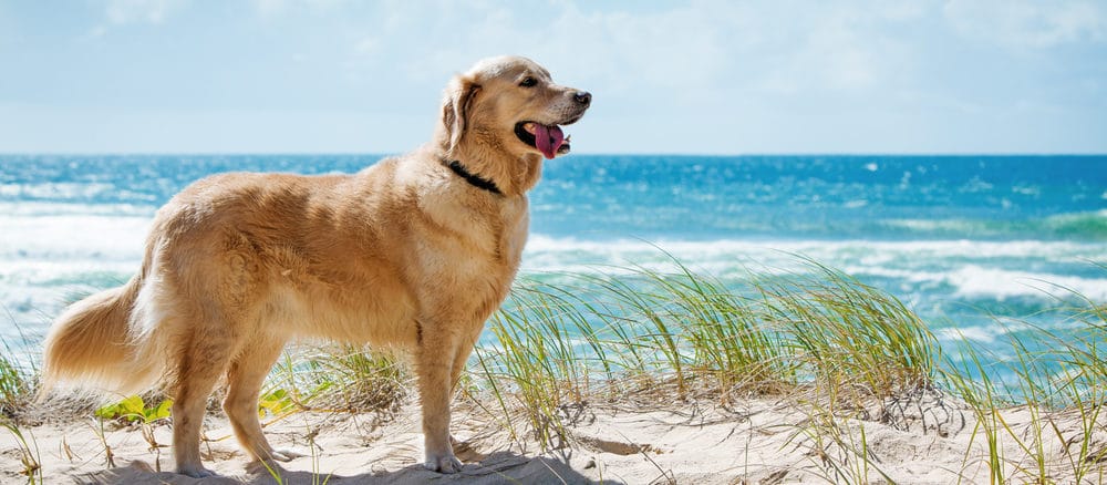 Golden Retriever in den Dünen