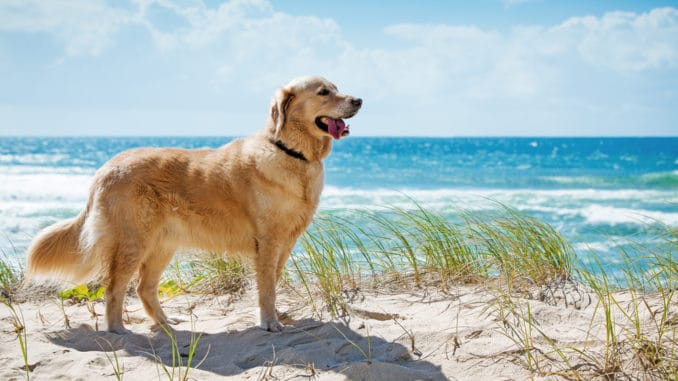 Golden Retriever in den Dünen