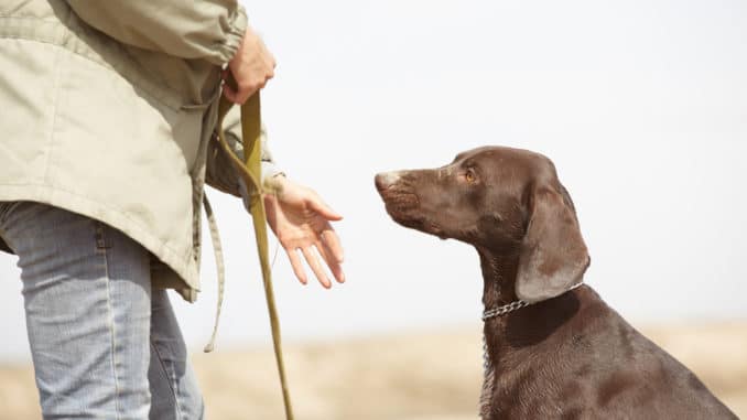 Hund und Hundetrainer