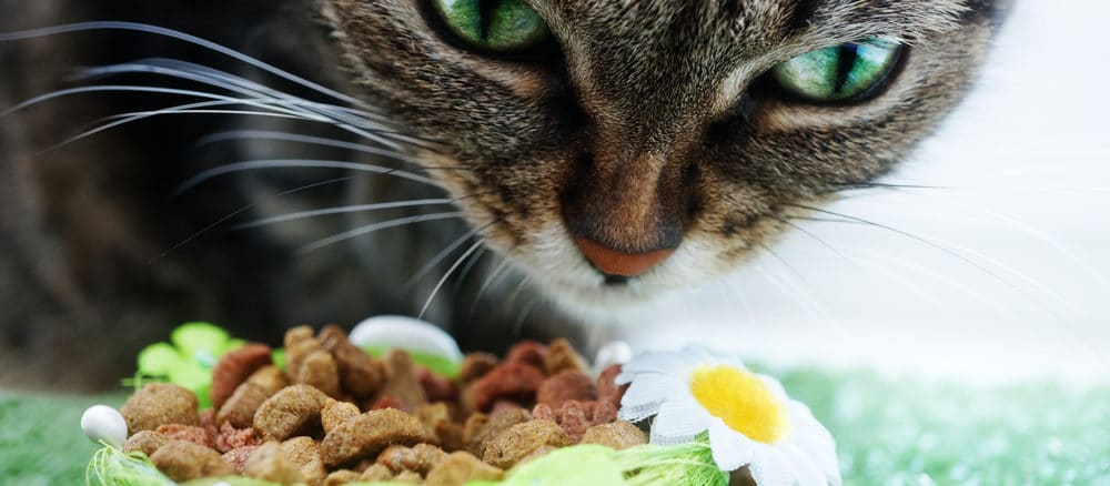 Katze frisst Katzenfutter mit Vitalstoffen