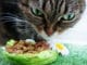 Katze frisst Katzenfutter mit Vitalstoffen