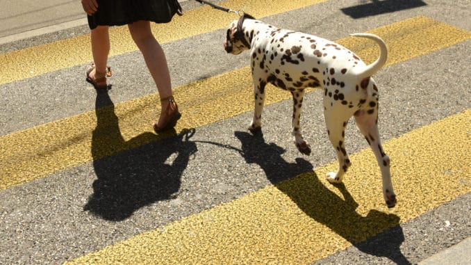 Frau mit Hund auf einem Zebrastreifen