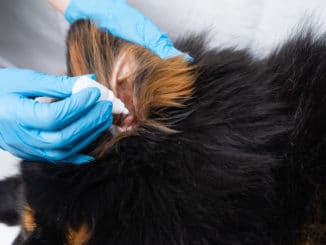 Tierarzt behandelt Hund mit Ohrmilben