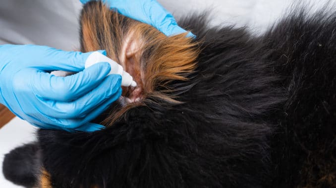 Tierarzt behandelt Hund mit Ohrmilben