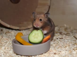 Hamster mit Gemüse