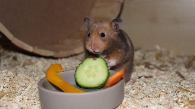 Hamster mit Gemüse