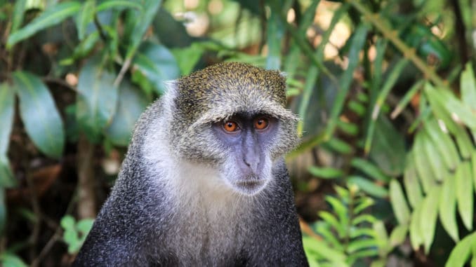 Einige Affen-Rassen sind vom Aussterben bedroht
