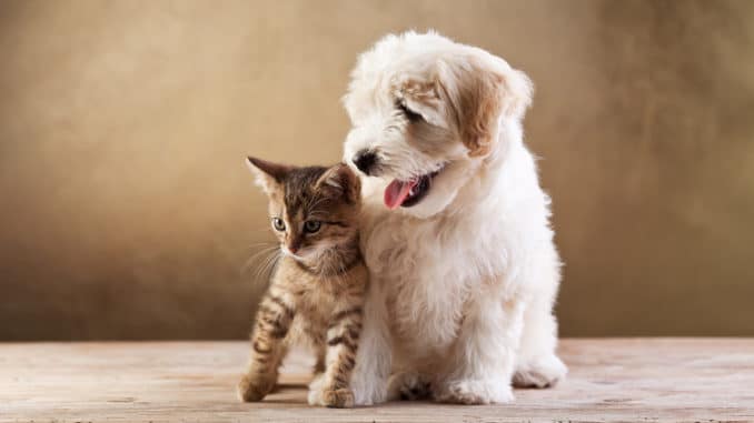 Beste Freunde - Hund und Katze