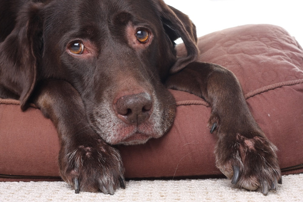 gegen Gelenkschmerzen beim Hund - Unsere Haustiere