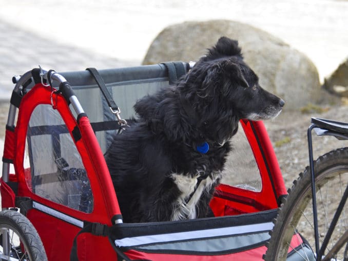 Fahrradanhänger für den Hund