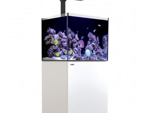 1111-1-red-sea-reefer-deluxe-170-comp.jpg