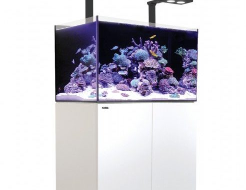 1114-1-red-sea-reefer-deluxe-250-comp.jpg