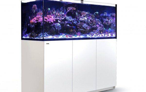 1121-1-red-sea-reefer-deluxe-xxl-625.jpg