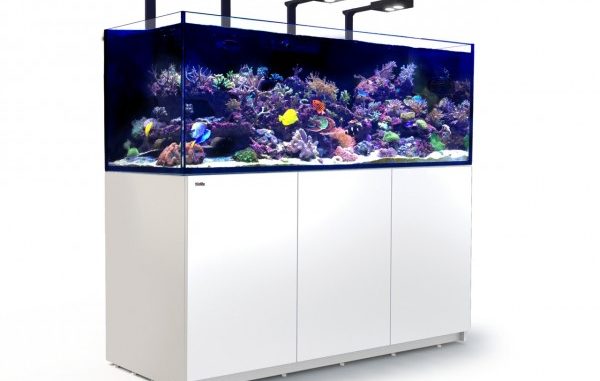 1123-1-red-sea-reefer-deluxe-xxl-750.jpg