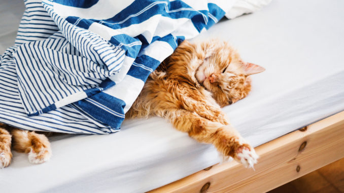 Warum die Katze ins Bett pinkelt