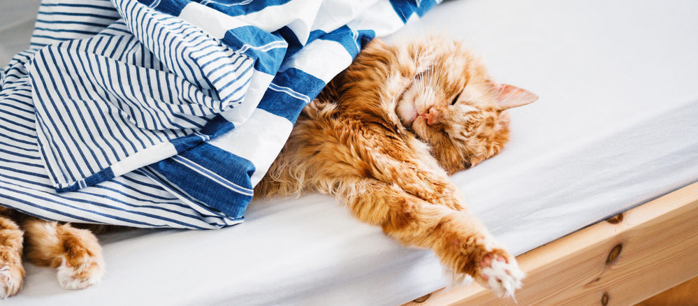 Warum die Katze ins Bett pinkelt