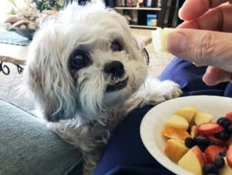 kleiner Hund bekommt Obst zu fressen