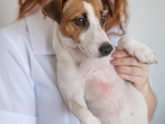 Jack Russel Terrier mit einer Allergie