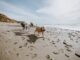 3 Hunde laufen am Strand spazieren