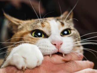 Katze beißt in eine Hand