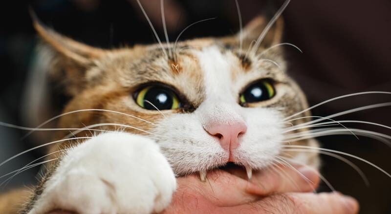 Katze beißt in eine Hand