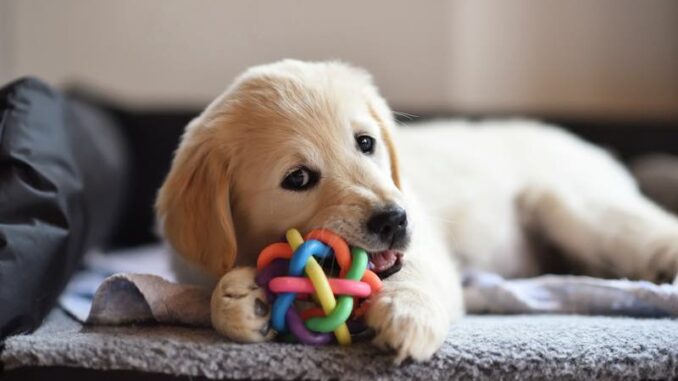 Golden Retriever Welpe