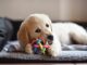Golden Retriever Welpe