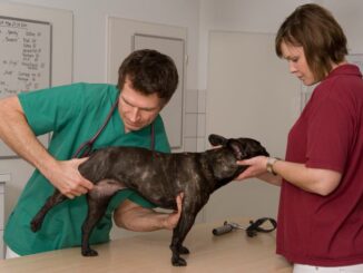 Tierarzt prüft ob Hund Arthrose hat