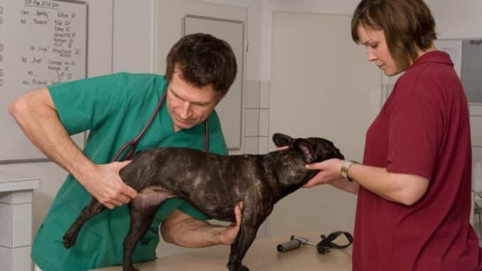 Tierarzt prüft ob Hund Arthrose hat