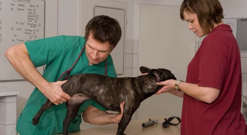 Tierarzt prüft ob Hund Arthrose hat