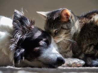 Hund und Katze dösen friedlich zusammen
