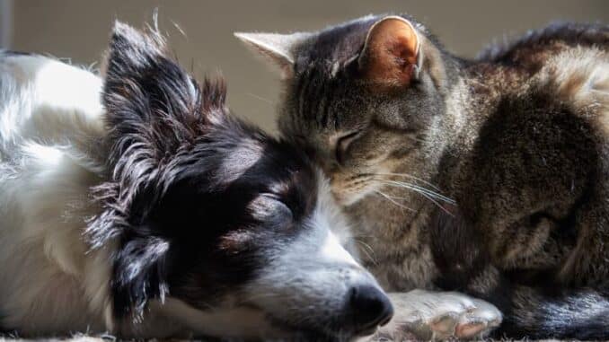 Hund und Katze dösen friedlich zusammen