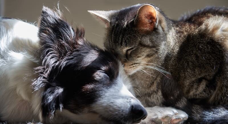 Hund und Katze dösen friedlich zusammen